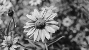 Preview wallpaper flower, bw, flowerbed, blur