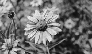 Preview wallpaper flower, bw, flowerbed, blur