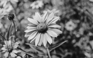 Preview wallpaper flower, bw, flowerbed, blur