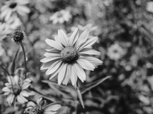 Preview wallpaper flower, bw, flowerbed, blur