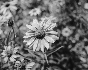 Preview wallpaper flower, bw, flowerbed, blur