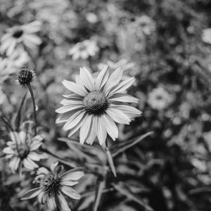 Preview wallpaper flower, bw, flowerbed, blur