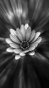 Preview wallpaper flower, bw, petals, blur