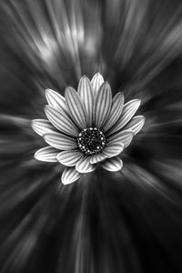 Preview wallpaper flower, bw, petals, blur