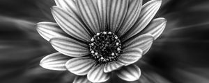 Preview wallpaper flower, bw, petals, blur