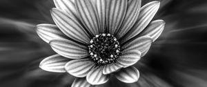 Preview wallpaper flower, bw, petals, blur