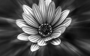 Preview wallpaper flower, bw, petals, blur