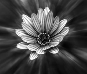 Preview wallpaper flower, bw, petals, blur