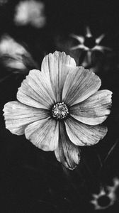 Preview wallpaper flower, bw, plant, bloom, closeup