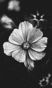 Preview wallpaper flower, bw, plant, bloom, closeup