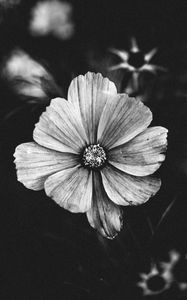 Preview wallpaper flower, bw, plant, bloom, closeup