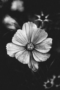 Preview wallpaper flower, bw, plant, bloom, closeup