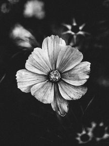 Preview wallpaper flower, bw, plant, bloom, closeup