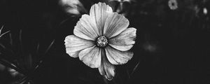 Preview wallpaper flower, bw, plant, bloom, closeup