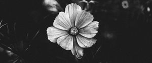 Preview wallpaper flower, bw, plant, bloom, closeup