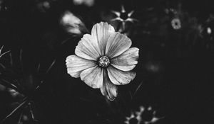 Preview wallpaper flower, bw, plant, bloom, closeup