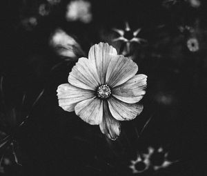 Preview wallpaper flower, bw, plant, bloom, closeup