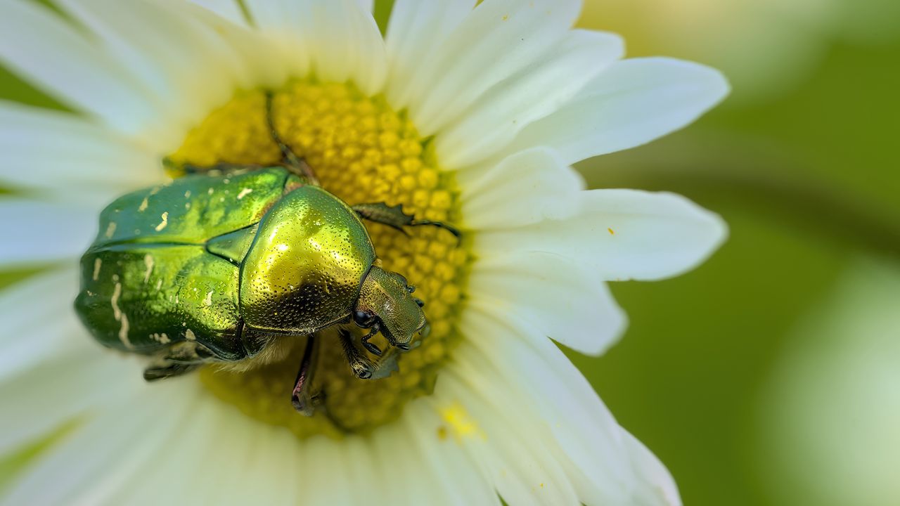 Wallpaper flower chafer, beetle, flower, macro