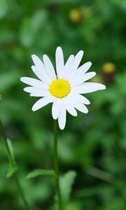 Preview wallpaper flower, chamomile, plant, macro