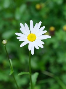 Preview wallpaper flower, chamomile, plant, macro