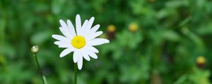 Preview wallpaper flower, chamomile, plant, macro