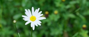 Preview wallpaper flower, chamomile, plant, macro