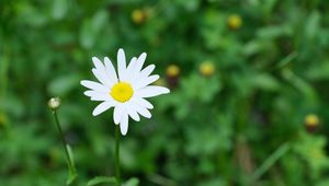 Preview wallpaper flower, chamomile, plant, macro