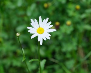 Preview wallpaper flower, chamomile, plant, macro