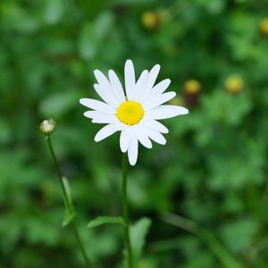 Preview wallpaper flower, chamomile, plant, macro