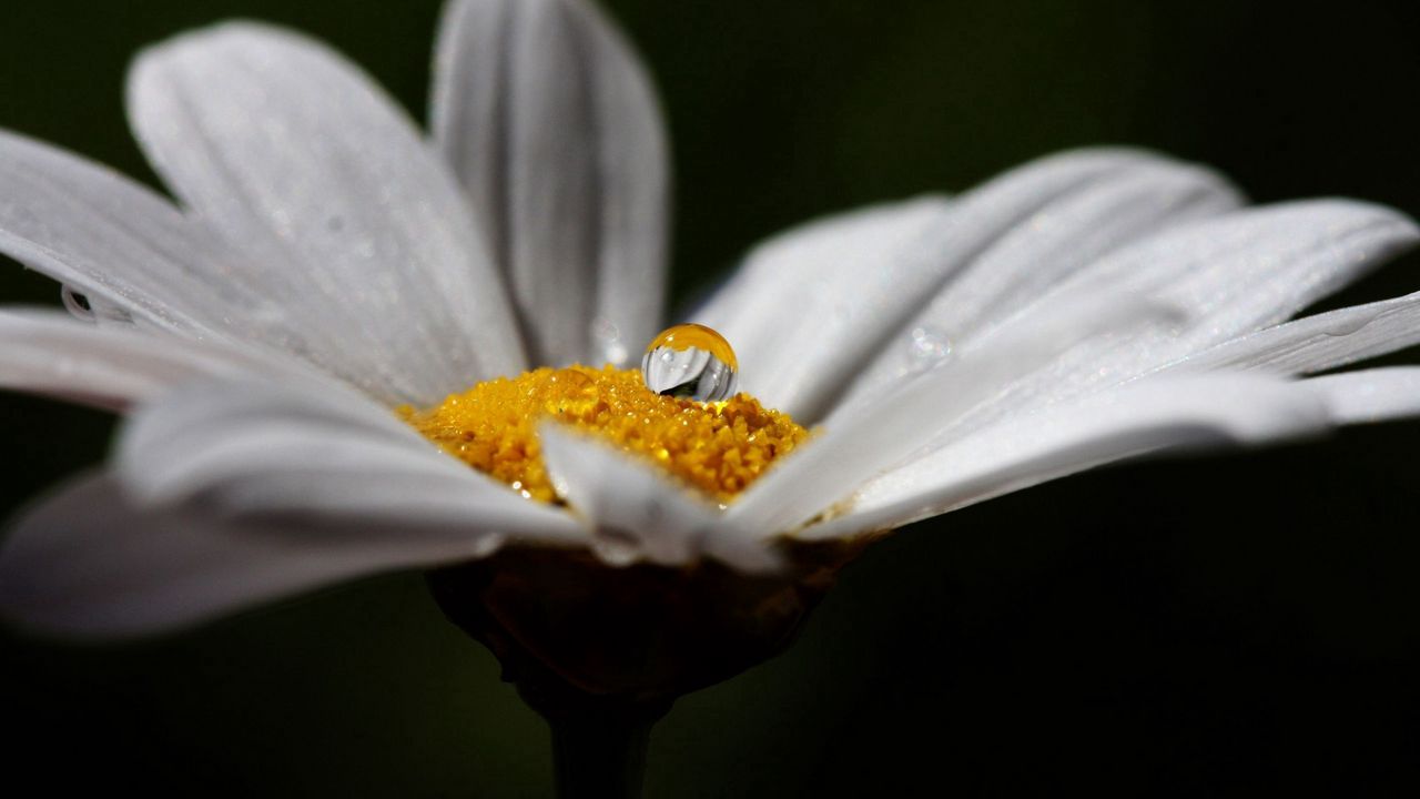 Wallpaper flower, chamomile, white, drop