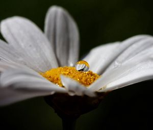 Preview wallpaper flower, chamomile, white, drop