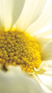 Preview wallpaper flower, chamomile, white, close-up