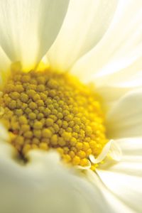 Preview wallpaper flower, chamomile, white, close-up