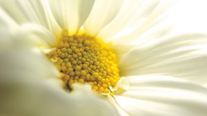 Preview wallpaper flower, chamomile, white, close-up