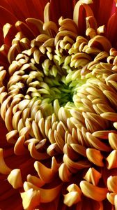 Preview wallpaper flower, chrysanthemum, petals, shade, color