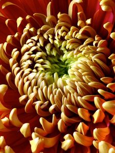 Preview wallpaper flower, chrysanthemum, petals, shade, color