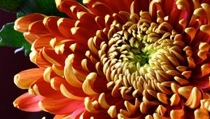 Preview wallpaper flower, chrysanthemum, petals, shade, color