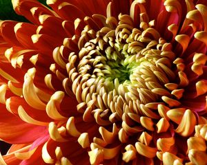 Preview wallpaper flower, chrysanthemum, petals, shade, color