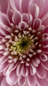 Preview wallpaper flower, chrysanthemum, petals, pink, macro