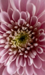 Preview wallpaper flower, chrysanthemum, petals, pink, macro