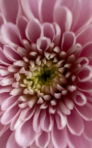 Preview wallpaper flower, chrysanthemum, petals, pink, macro