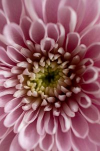 Preview wallpaper flower, chrysanthemum, petals, pink, macro