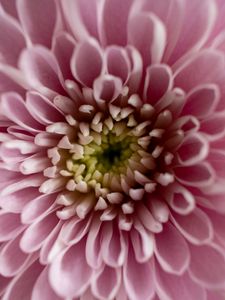 Preview wallpaper flower, chrysanthemum, petals, pink, macro