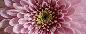 Preview wallpaper flower, chrysanthemum, petals, pink, macro