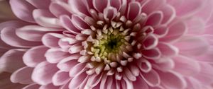 Preview wallpaper flower, chrysanthemum, petals, pink, macro