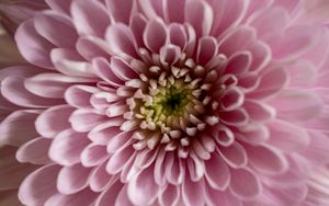 Preview wallpaper flower, chrysanthemum, petals, pink, macro