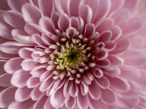 Preview wallpaper flower, chrysanthemum, petals, pink, macro