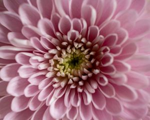 Preview wallpaper flower, chrysanthemum, petals, pink, macro