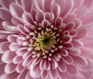 Preview wallpaper flower, chrysanthemum, petals, pink, macro