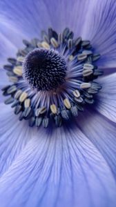 Preview wallpaper flower, close up, petals, pollen